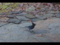 dsc00073.jpg